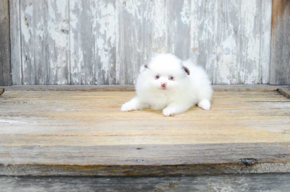 Popular Pomeranian Baby