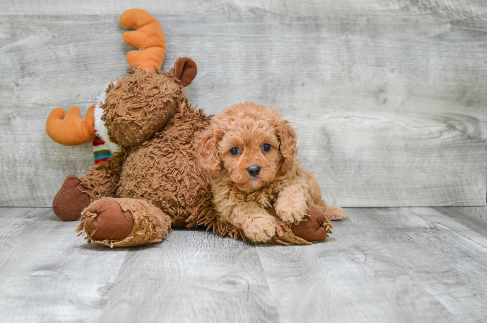 Cavapoo Pup Being Cute