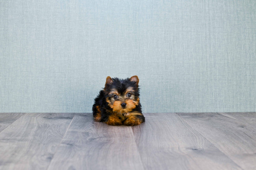 Meet Twinkle - our Yorkshire Terrier Puppy Photo 