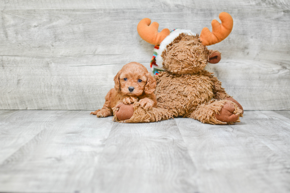 Little Cavoodle Poodle Mix Puppy