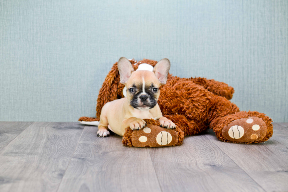 Popular French Bulldog Baby