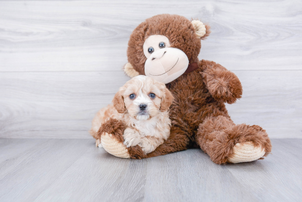 Small Cavapoo Baby