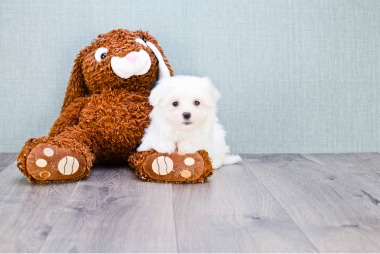 Maltese Puppy for Adoption