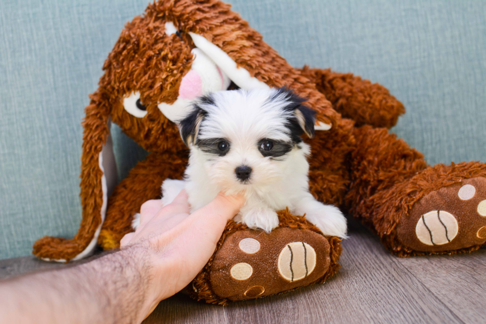 Morkie Puppy for Adoption