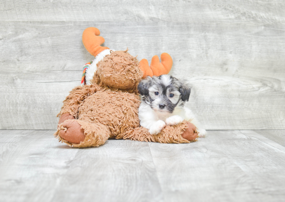 Havanese Pup Being Cute