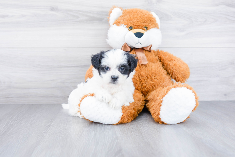 Adorable Shitzu Designer Puppy