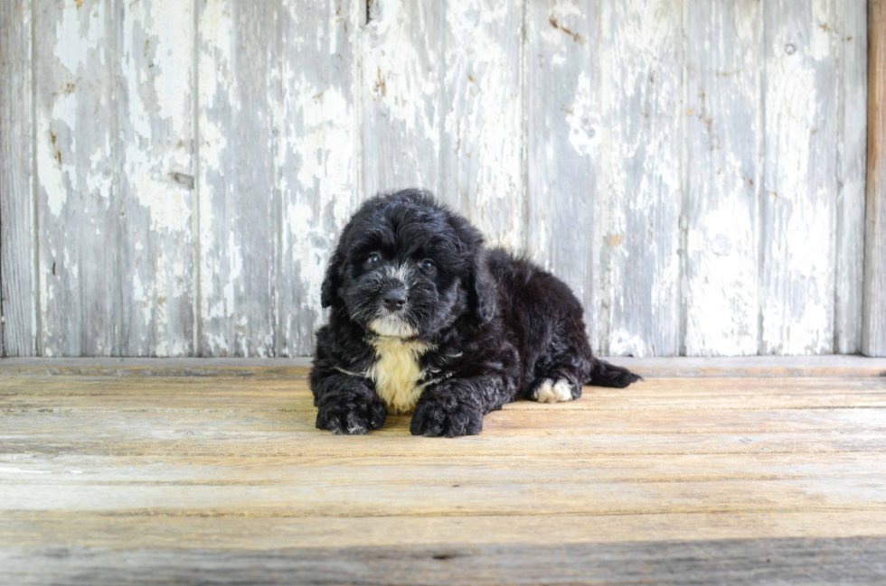 Popular Mini Bernedoodle Poodle Mix Pup