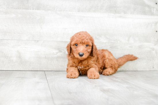 Mini Goldendoodle Puppy for Adoption