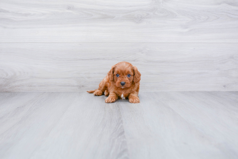 Best Cavapoo Baby