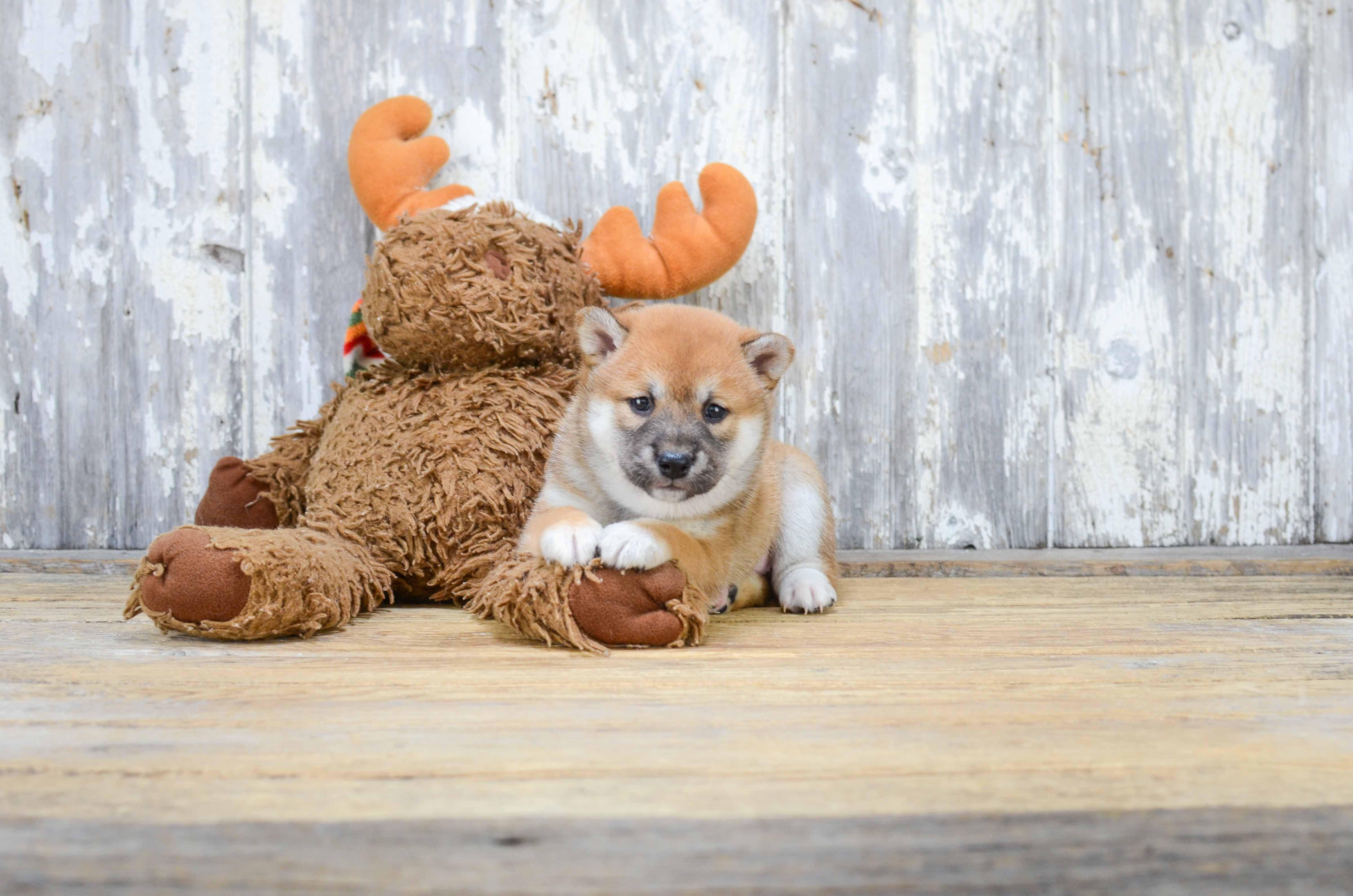 Cute Shiba Inu Baby
