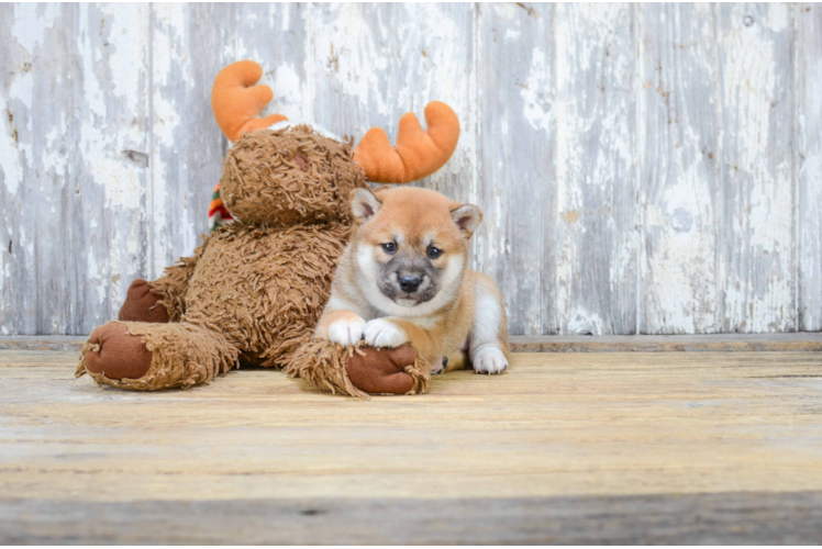 Cute Shiba Inu Baby