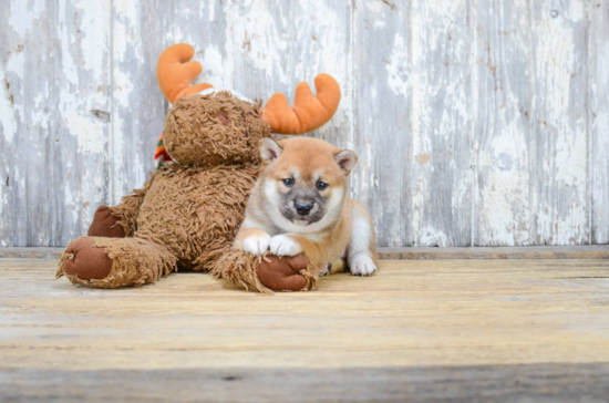 Cute Shiba Inu Baby