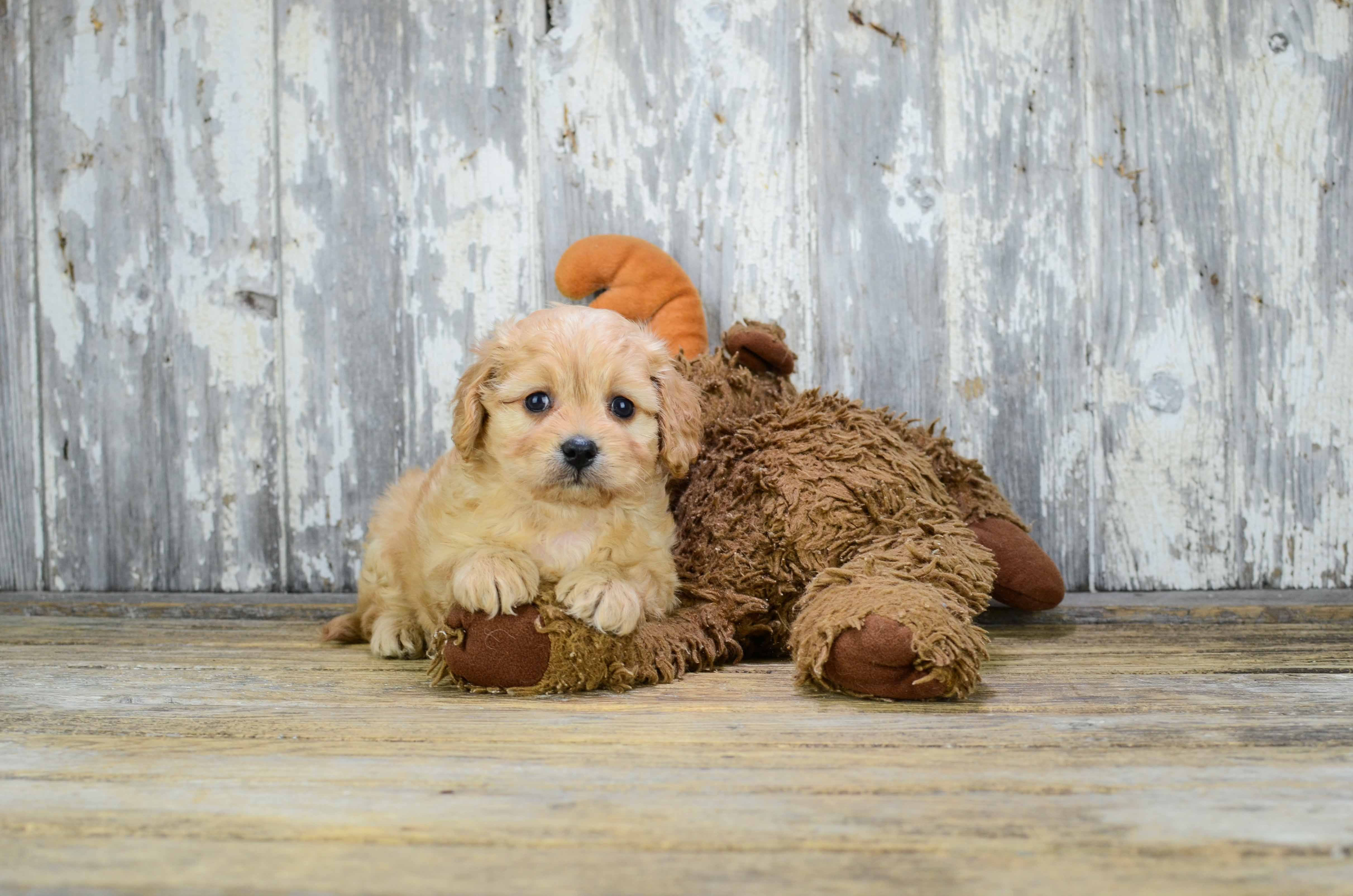 Playful Cavalier Designer Puppy