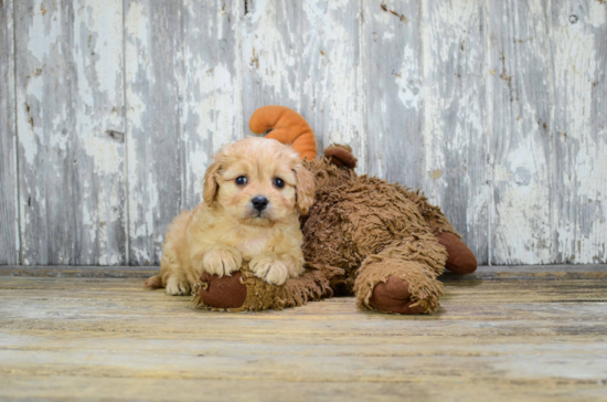 Playful Cavalier Designer Puppy