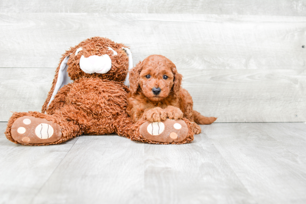 Smart Mini Goldendoodle Poodle Mix Pup