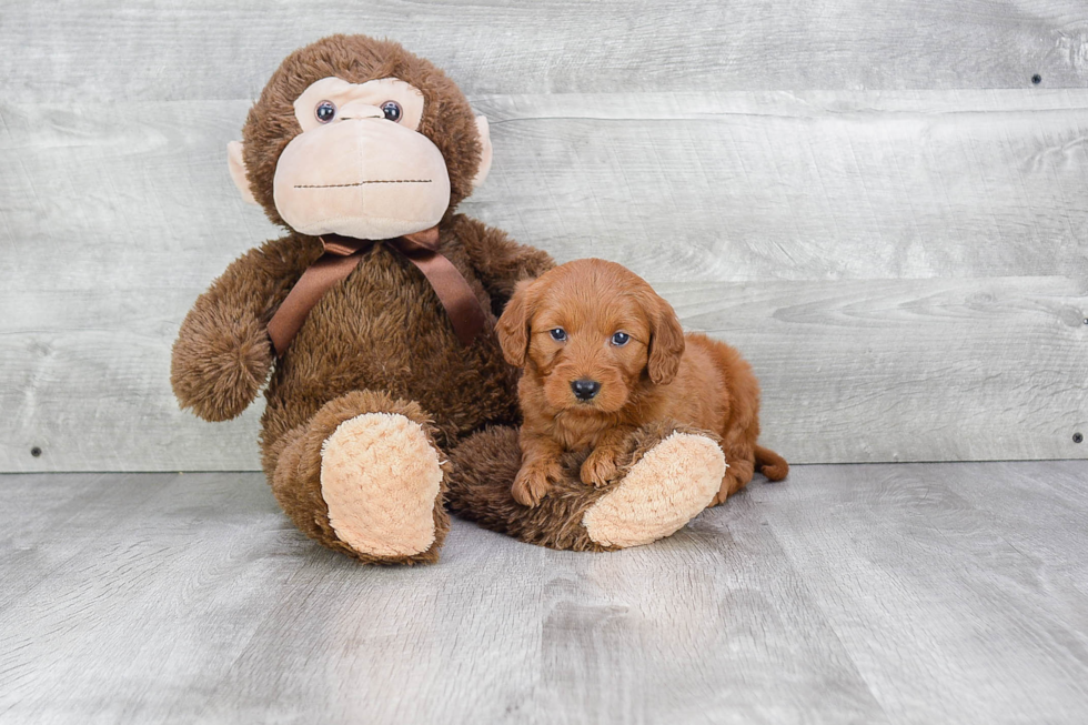 Energetic Golden Retriever Poodle Mix Puppy