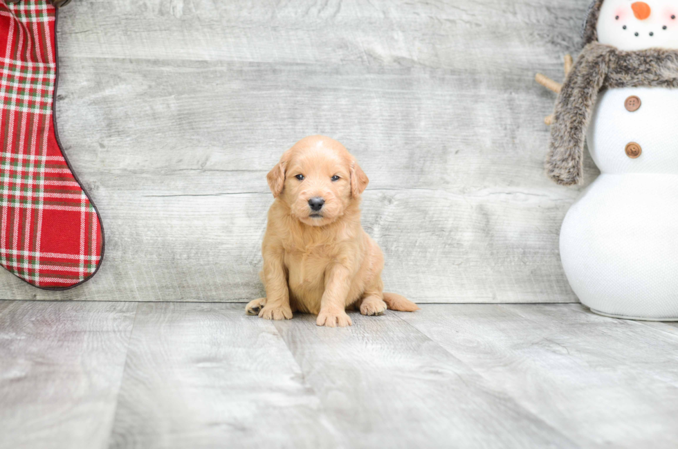 Mini Goldendoodle Puppy for Adoption