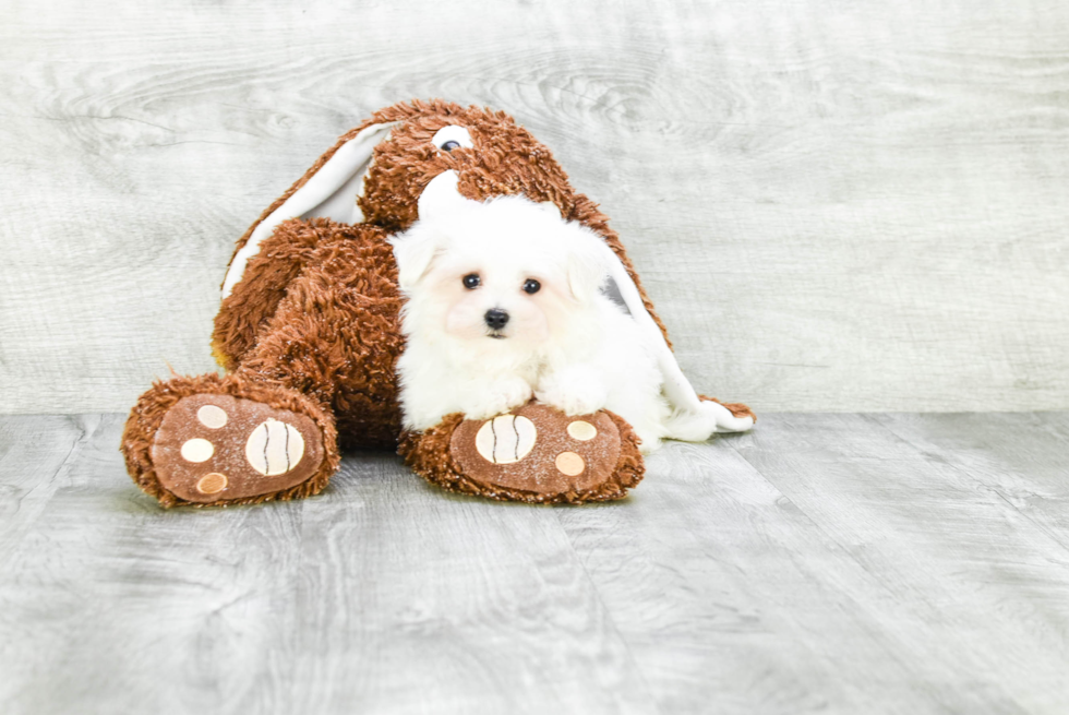 Akc Registered Maltese Purebred Pup