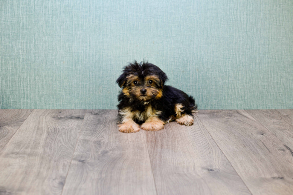 Little Yorkie Designer Puppy