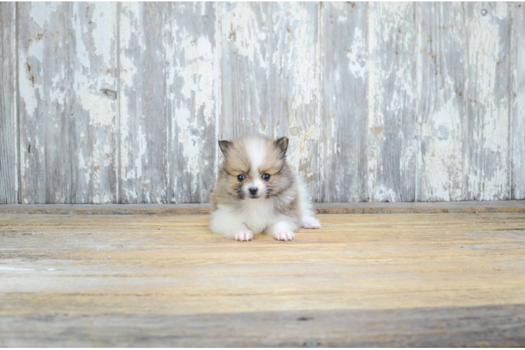 Hypoallergenic Pomeranian Purebred Pup