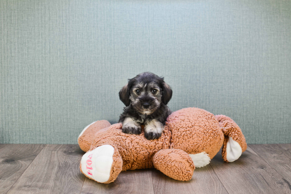 Cute Mini Schnauzer Mix Pup