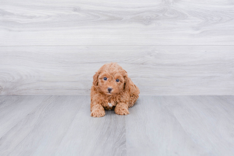 Energetic Cavoodle Poodle Mix Puppy