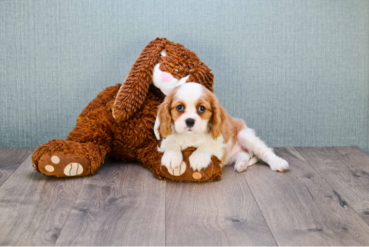 Akc Registered Cavalier King Charles Spaniel Baby