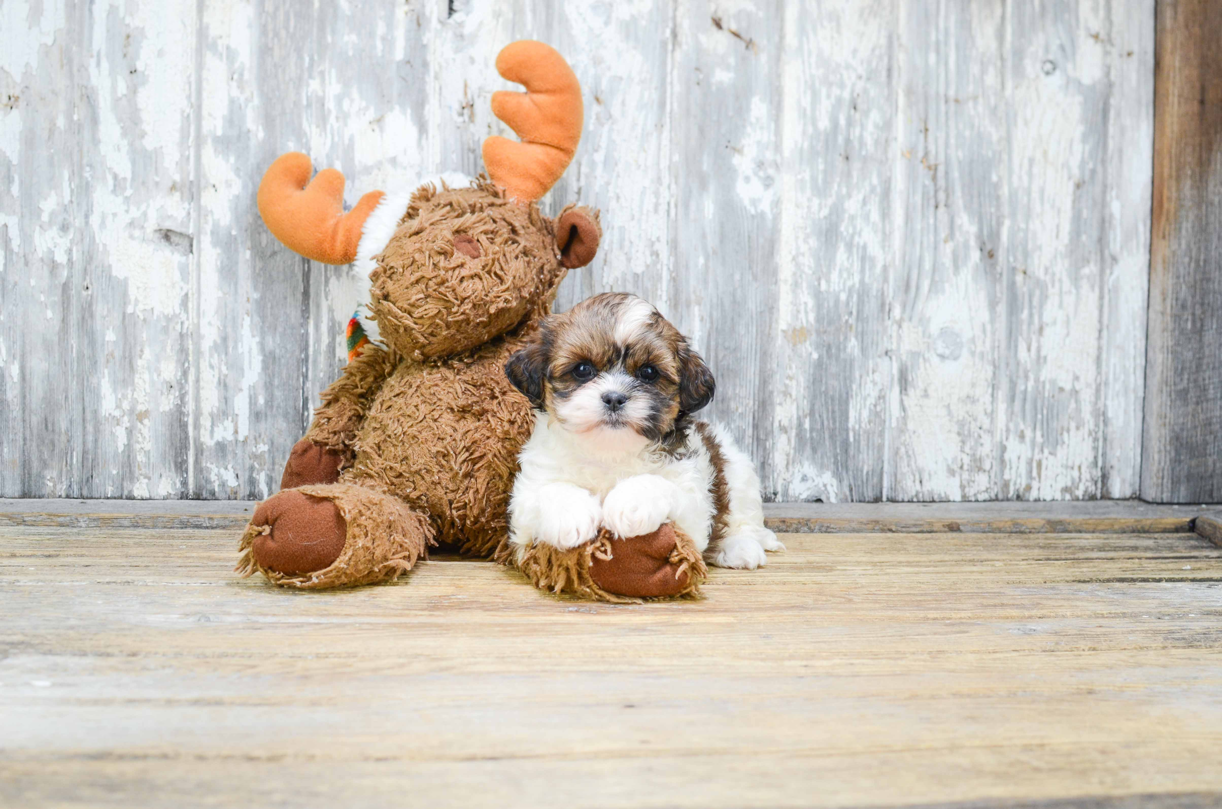 Fluffy Teddy Bear Designer Pup