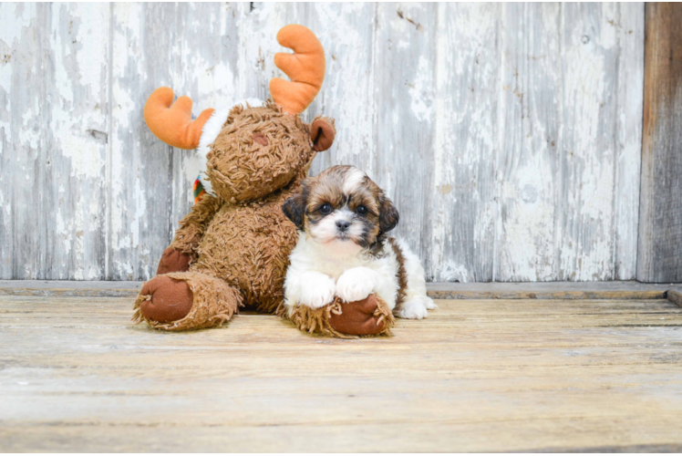 Fluffy Teddy Bear Designer Pup