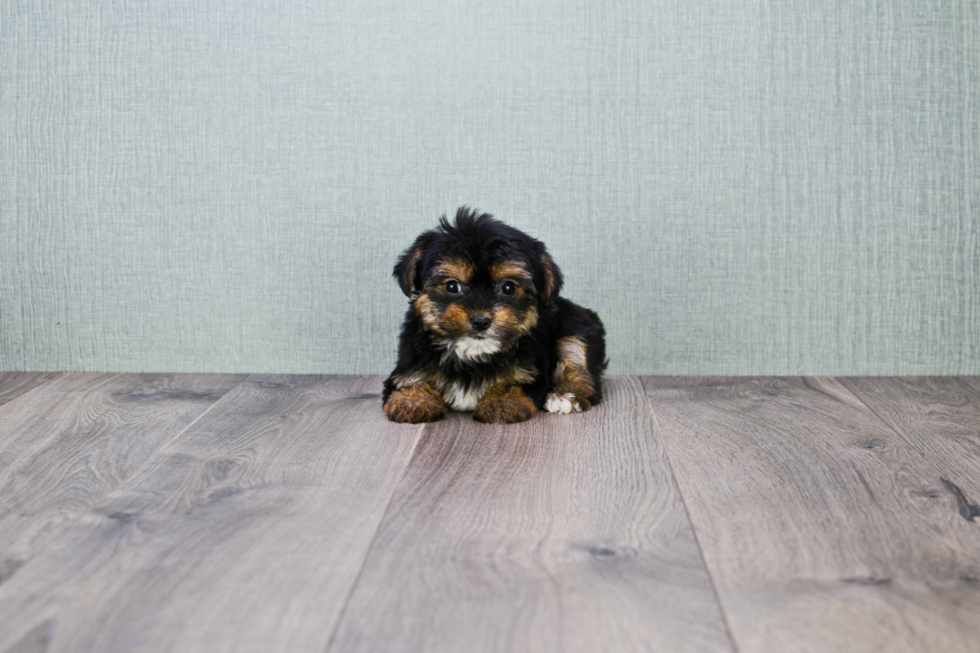 Petite Morkie Designer Pup