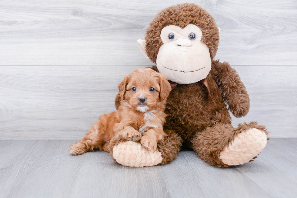 Cockapoo Pup Being Cute