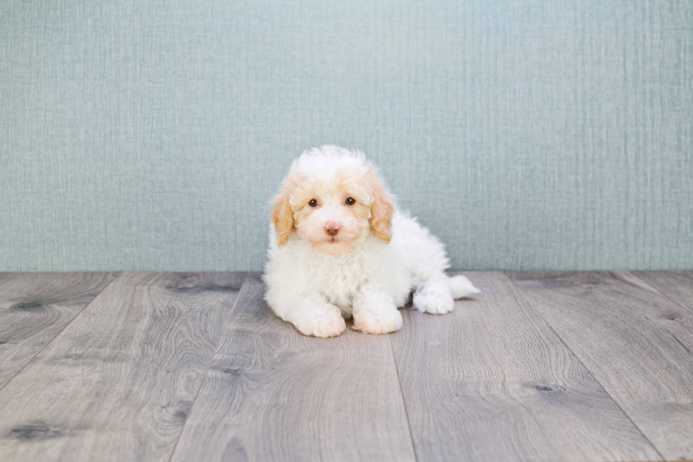 Cavapoo Puppy for Adoption