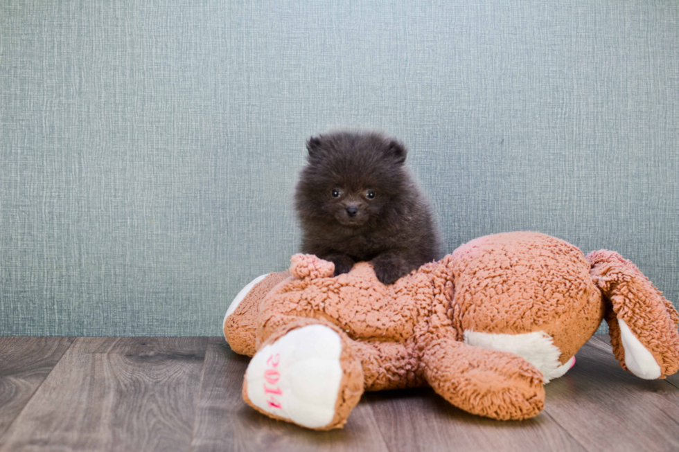 Pomeranian Puppy for Adoption