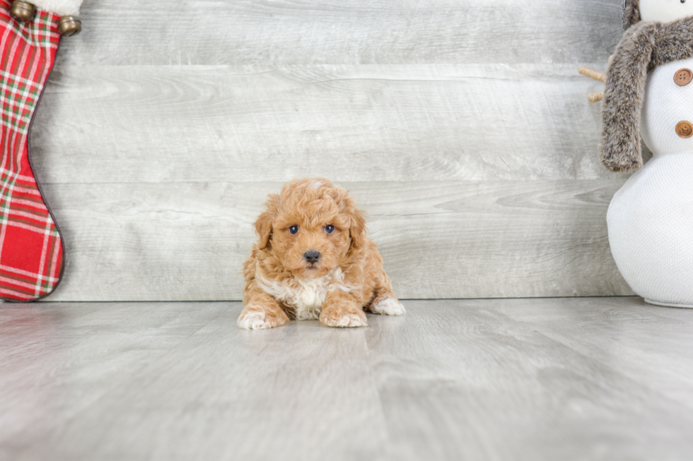 Maltipoo Pup Being Cute