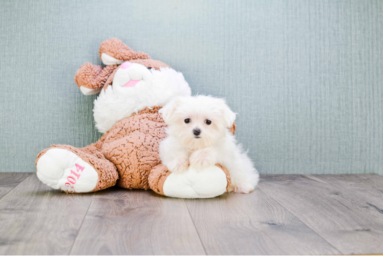 Maltese Pup Being Cute