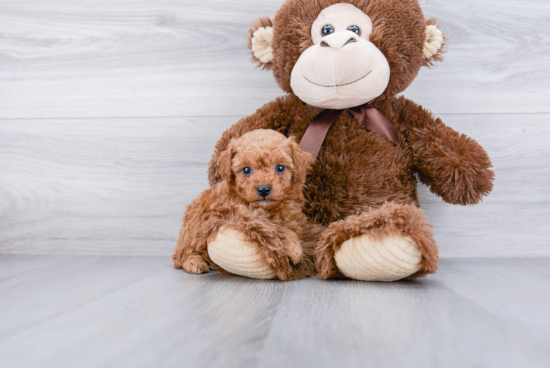 Poodle Pup Being Cute