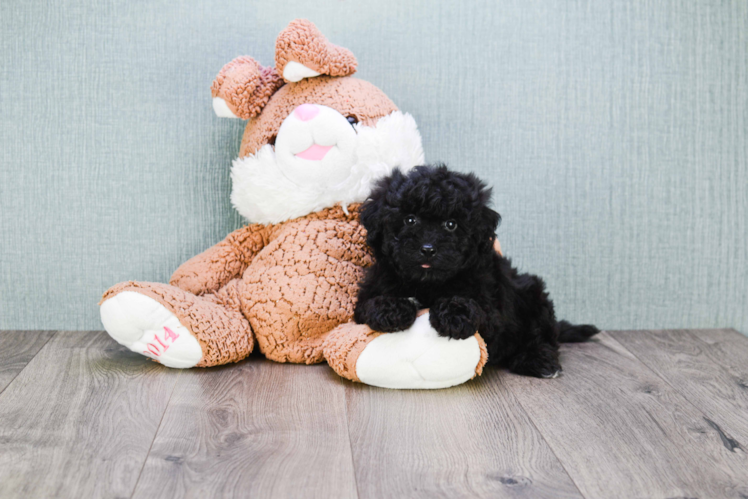 Best Cavapoo Baby