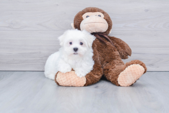 Happy Maltese Purebred Puppy