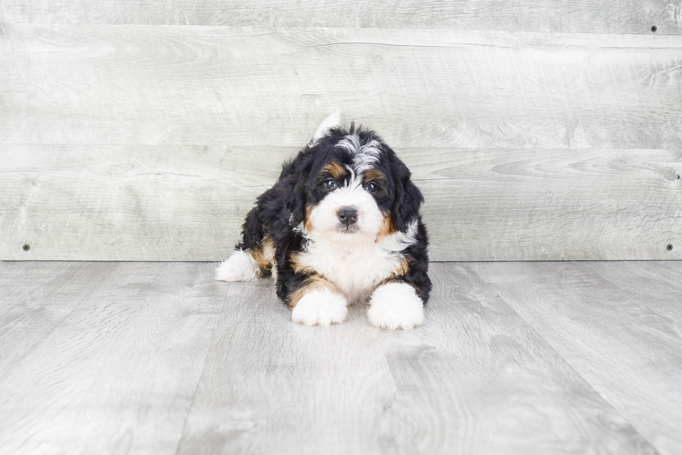 Best Mini Bernedoodle Baby