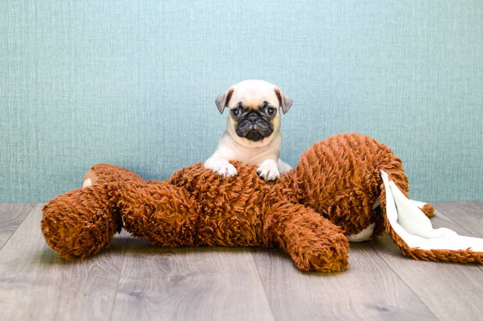 Playful Pug Baby