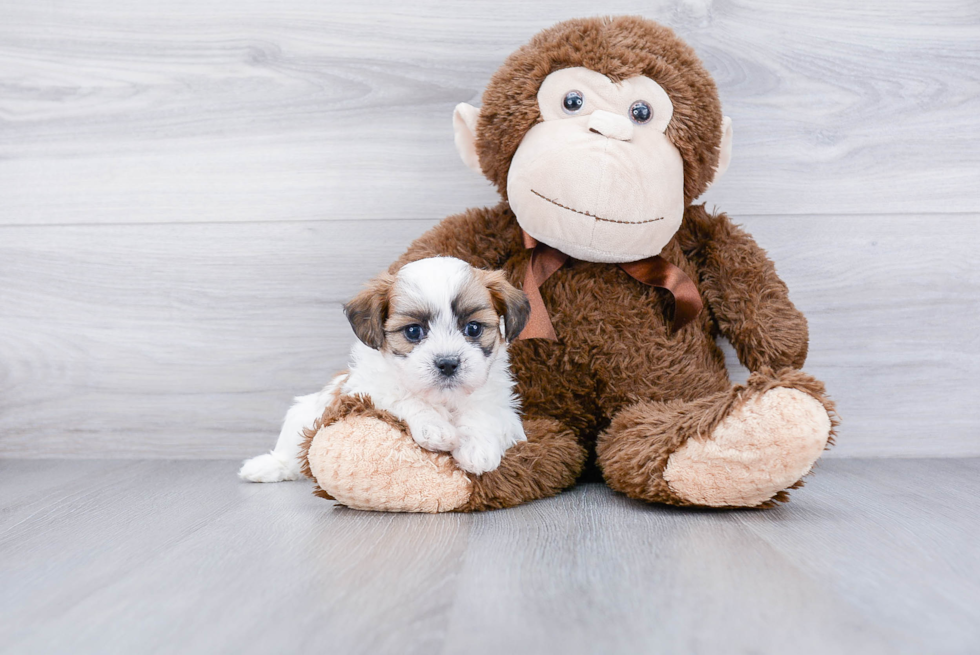 Friendly Teddy Bear Baby