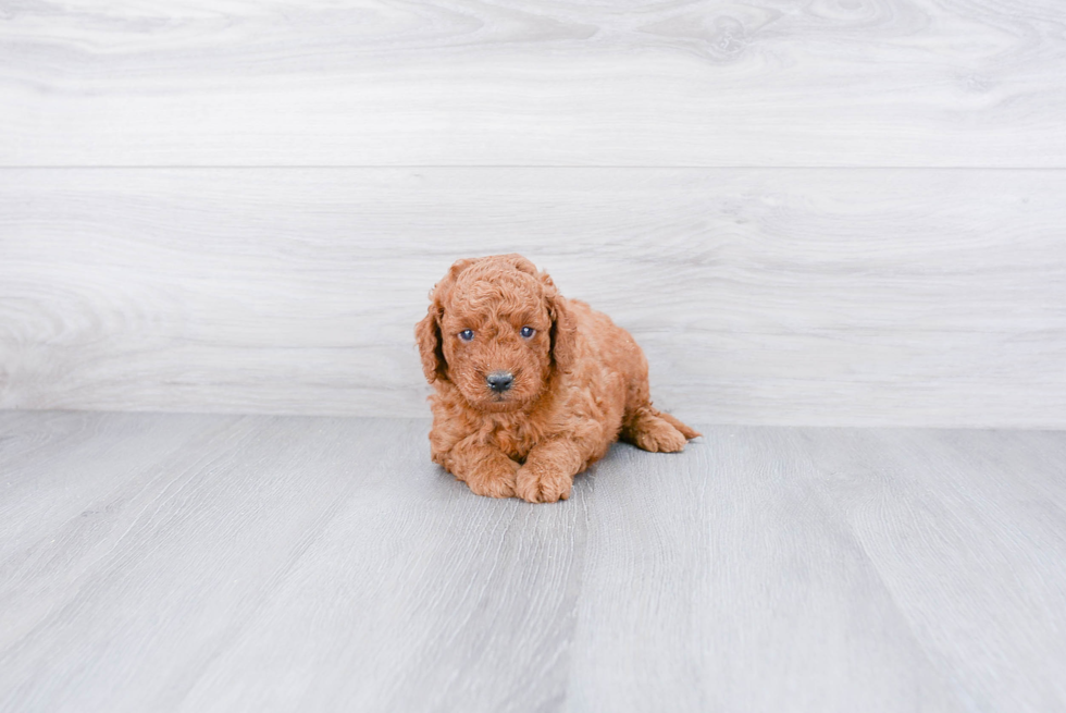 Happy Mini Goldendoodle Baby