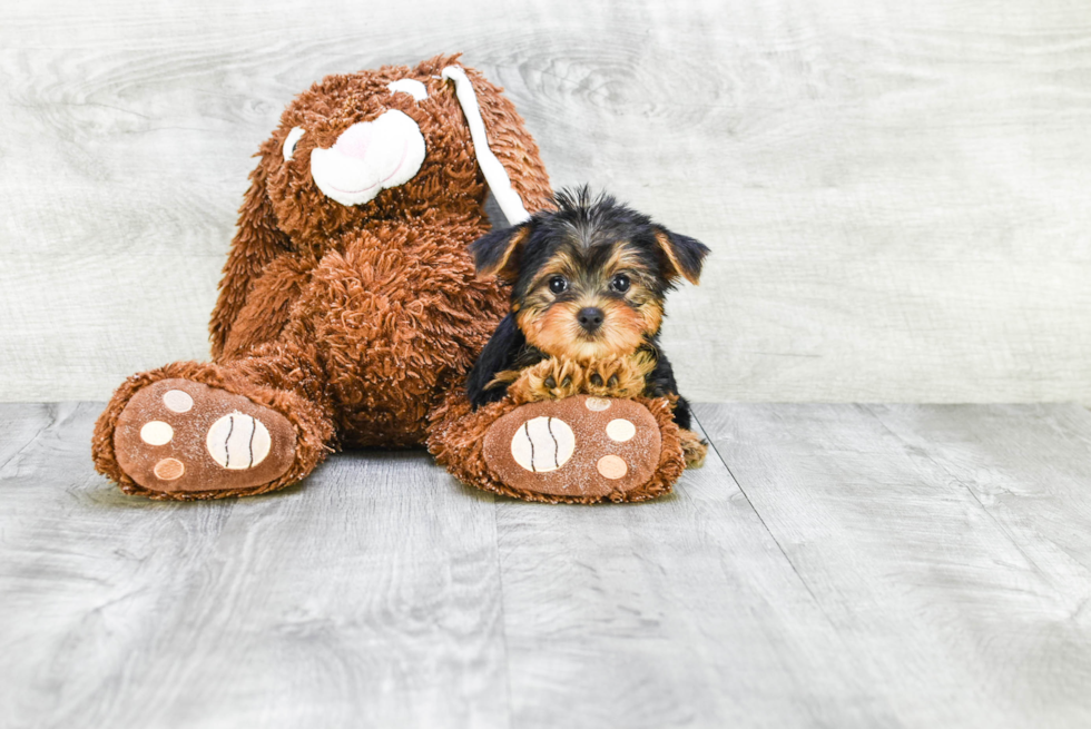 Meet Capone - our Yorkshire Terrier Puppy Photo 