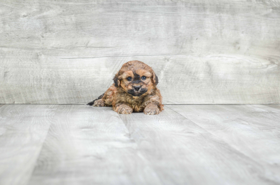 Popular Teddy Bear Designer Pup