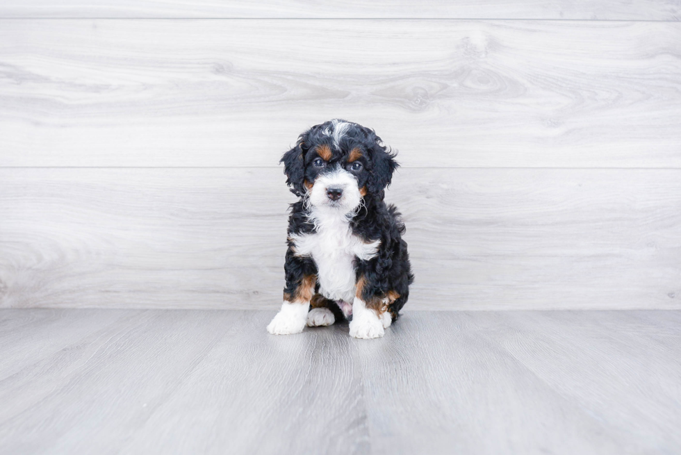 Petite Mini Bernedoodle Poodle Mix Pup