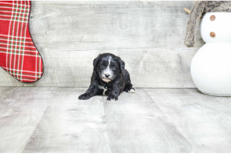 Morkie Pup Being Cute