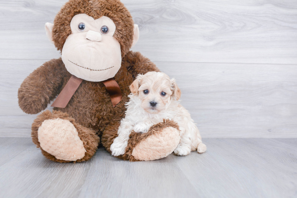 Funny Maltipoo Poodle Mix Pup