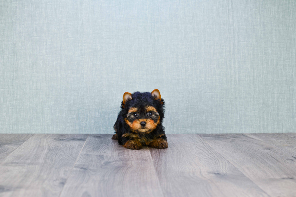 Meet Ronaldo - our Yorkshire Terrier Puppy Photo 