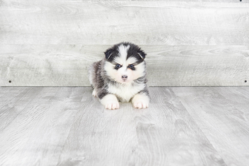 Best Pomsky Baby