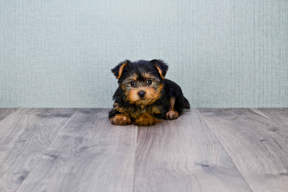 Meet Anthony - our Yorkshire Terrier Puppy Photo 